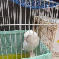 فروش طوطی برزیلی ماده سفید رنگ حرف میزنه