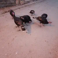 بوقلمو|حیوانات مزرعه|ازنا, |دیوار