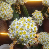 فروش عمده گل ارسال نرگس شیراز ارسال شهرستان ق ۲۵۰