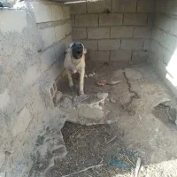 توله سرابی اصیل|سگ|بستان آباد, |دیوار