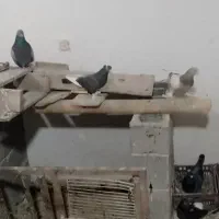 ۳۰عدد ترکیه|پرنده|باروق, |دیوار