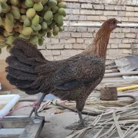 تخم مرغ نطفه دار|حیوانات مزرعه|اهواز, کوی آغاجاری|دیوار