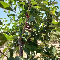 فروش زمین ۵۰۰ متری در تهرانپارس غربی|فروش زمین و ملک کلنگی|تهران, تهرانپارس غربی|دیوار