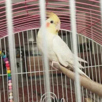 عروس هلندی لوتینو|پرنده|شهریار, شهرک وائین|دیوار