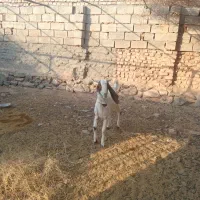 چبش پاکستانی اصل|حیوانات مزرعه|گزیک, |دیوار