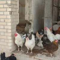 مرغ وخروس|حیوانات مزرعه|شوشتر, |دیوار
