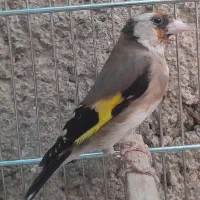 ماده سهره مست