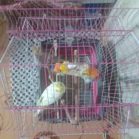 دو جفت عروس هلندی|پرنده|قدس, شهر‌قدس|دیوار