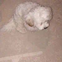 توله شیتزو خالص شناسنامه دار|سگ|خمین, |دیوار