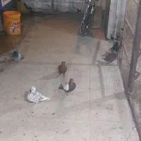 کبوتر|پرنده|شیراز, شهرک فجر|دیوار