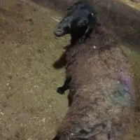 یک عدد بره نر چاق  مناسب برای قربانی و عروسی و