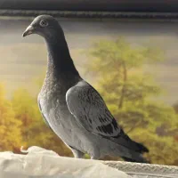 کفتر سبز آلمانی جوجه