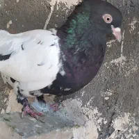 کفتر نر ماده رنگه آلمانی
