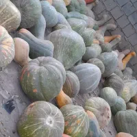کدو حلوای