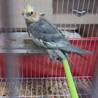 عروس هلندی فروشی