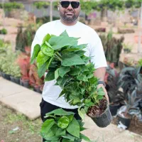 انواع گل و گیاه