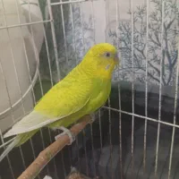 مرغ عشق نر سالم|پرنده|مشهد, حسین‌آباد|دیوار