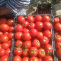 خدمات ابگوجه گیری