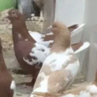نرو مادع شتری دمسفید