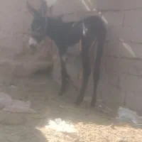 ابزار سوار کاری اولاغ