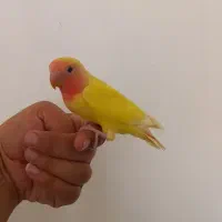 کوتوله زرد و عروس هلندی لوتینو دستی ورام