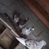 جفت کبوتر کاکلی و جوجه