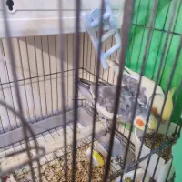 عروس هلندی یک جفت نر وماده