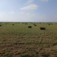 یونجه چین ۵