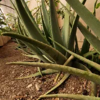 گل تزئینی .|گل و گیاه طبیعی|خلجستان, |دیوار