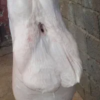 گوشت