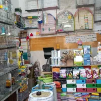 انواع پرندگان زینتی و ملزومات لازم|پرنده|مهاباد (آذربایجان غربی), |دیوار