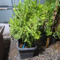 گیاهان همیشه سبز|خدمات باغبانی و درختکاری|فولادشهر, C4|دیوار