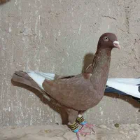 ۴ تا رنگی پرشی