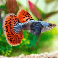 ماهی گوپی بیگ ایر تعداد