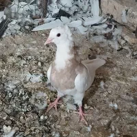 کبوتر طوقی|پرنده|لردگان, |دیوار