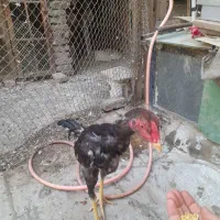 جوجه لاری،سره