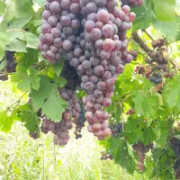 نهال درخت انگور