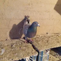 کبوتر پلاکی|حیوانات|میاندوآب, |دیوار