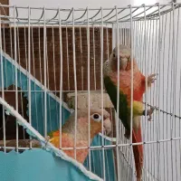 گرینچیک مولد|پرنده|گلبهار, شهر جدید گلبهار|دیوار