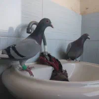 کفتر المانی|پرنده|قوچان, |دیوار