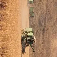 کاه لوبیا وگندم