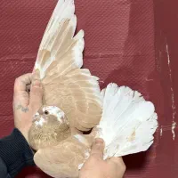 کفتر گرفتنی برج