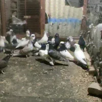 کفتر دونه دونه .