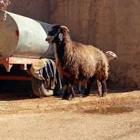 ۵راس شیشک میش بختیاری