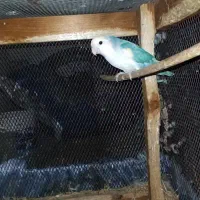 طوطی برزیلی|پرنده|ریز, |دیوار