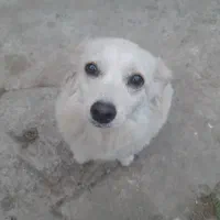 سگ پاکوتاه سفید ۸ماهه ماده