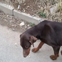 سگ‌ گمشده|حیوانات|ارومیه, |دیوار