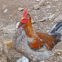 دوتا خروس محلی