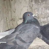 کبوتر|پرنده|بیرجند, |دیوار