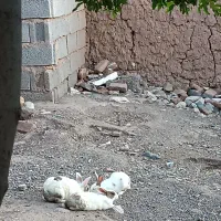قیمت توافقی